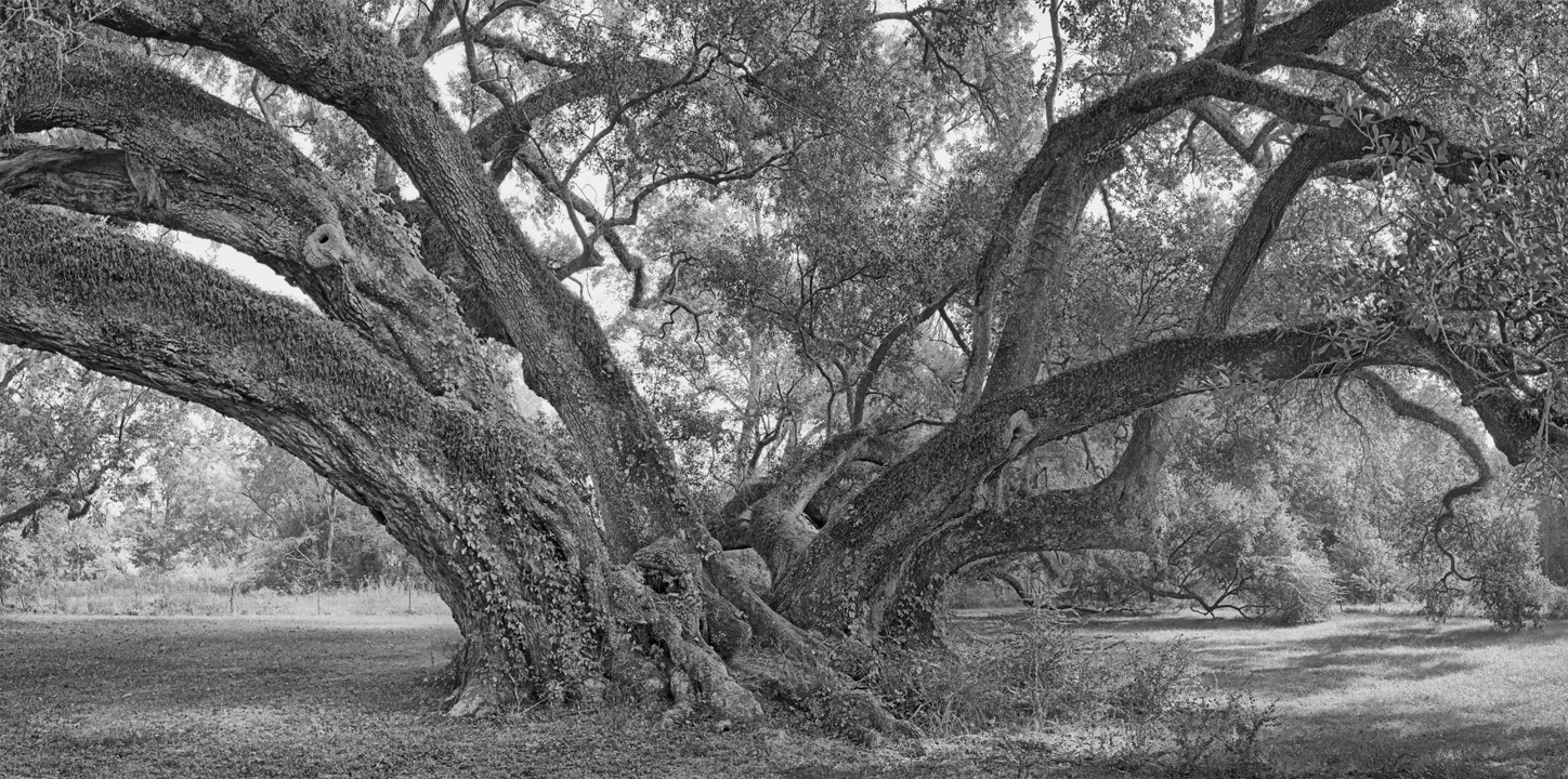 7 Brothers Oak_close-up