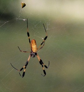 Golden Silk Orb-Weaver Banana Spider