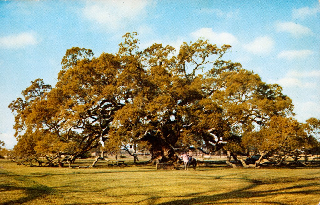 Locke Breaux Oak, first President