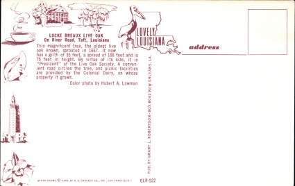 Description of the Locke Breaux Oak