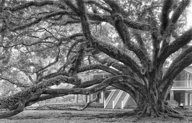 Seven_Sisters_Oak_1_8x12