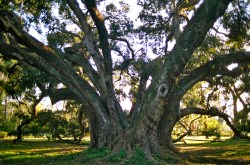 Doby's Seven Sisters
