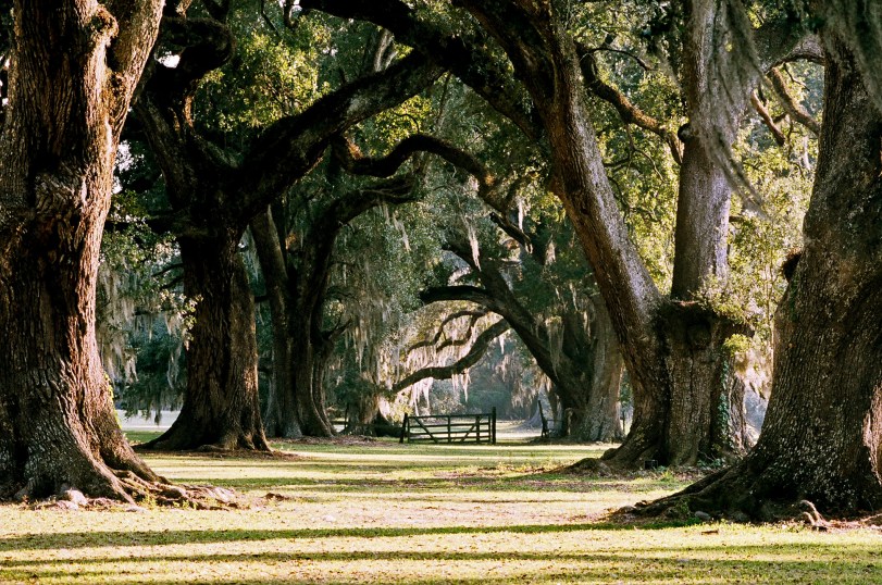 Academy of the Sacred Heart oak alley