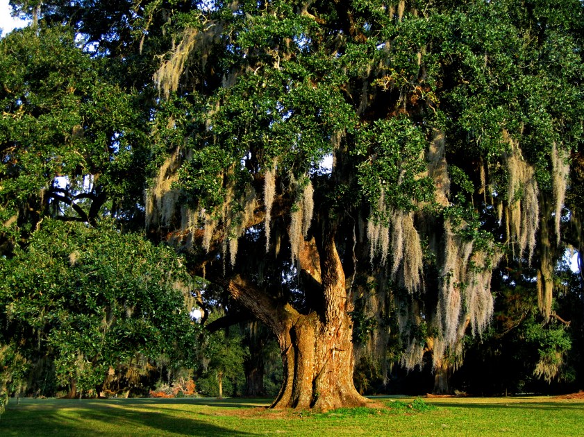 Live oak, Academy of the Sacred Heart - Grand Coteau, Louisiana