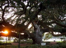 Live oak situated on the grounds of Cathedral of St. John the Evangelist