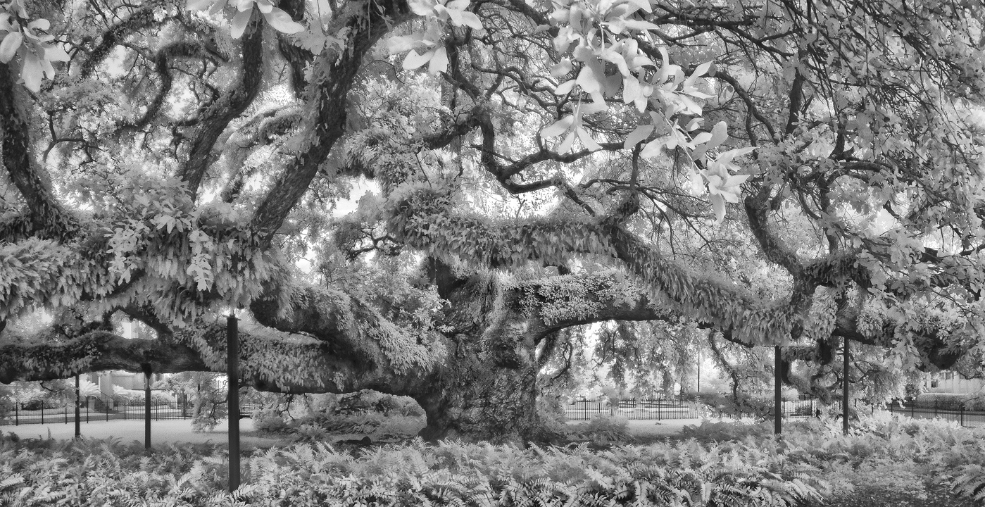 Cathedral Oak IR 5