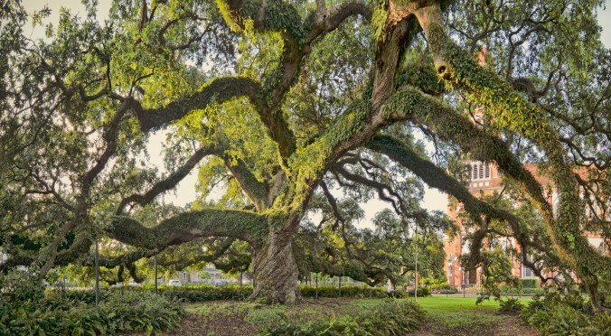 Cathedral Oak pano study 12_8x16