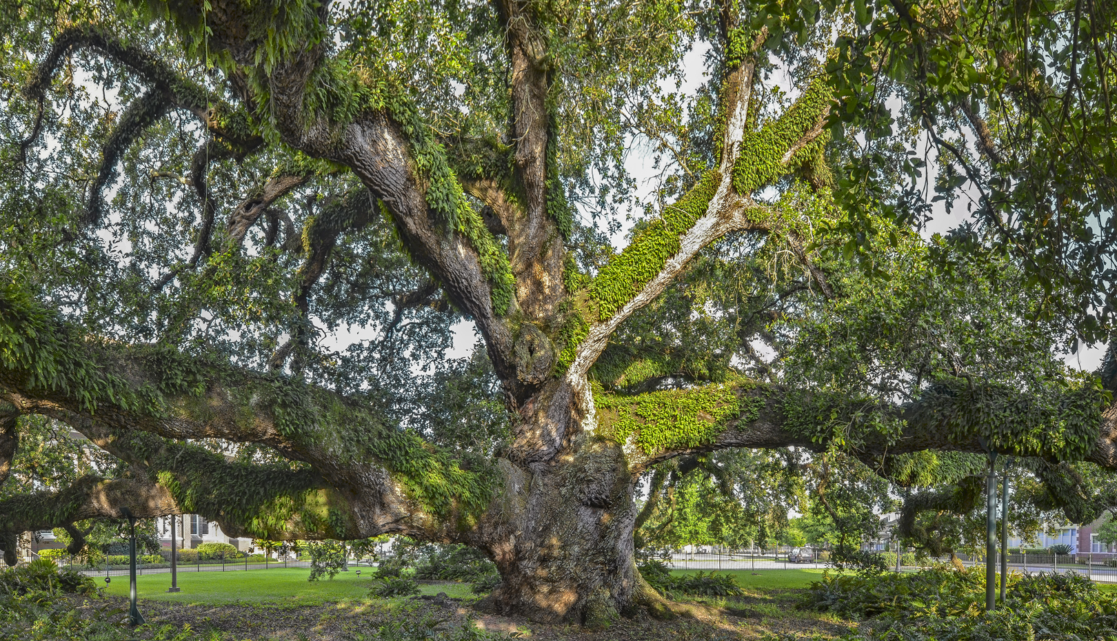 Cathedral Oak study 1