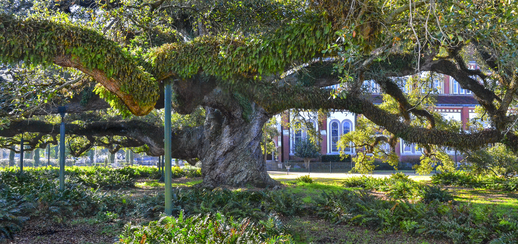 Cathedral Oak_3642-Pano