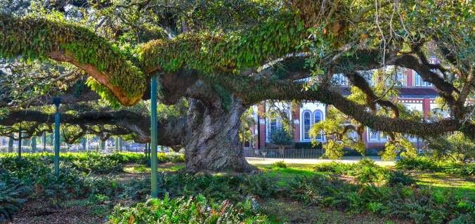 Cathedral Oak_3642-Pano
