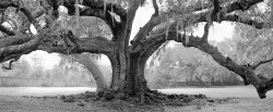 Tree of Life oak