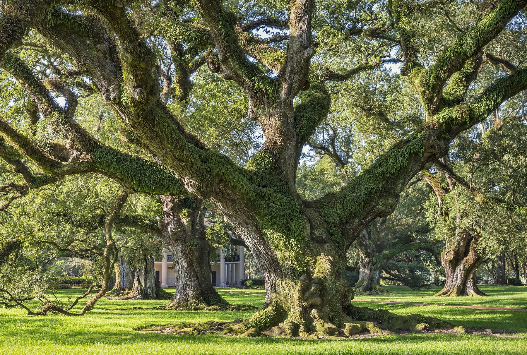 Andrew Oak_8-17 copy