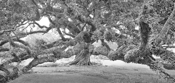 Baccas oak diptich_8x17_BRN