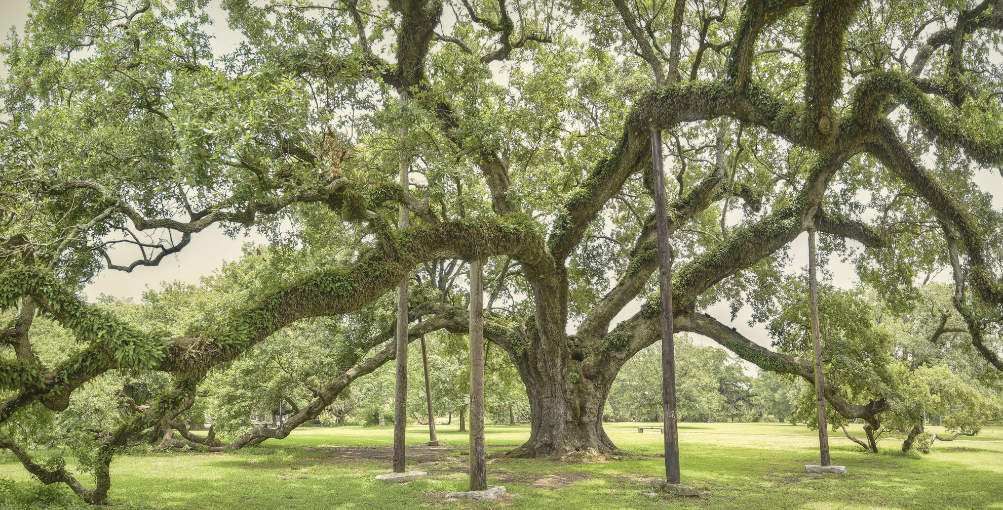 McDonogh Oak color 2