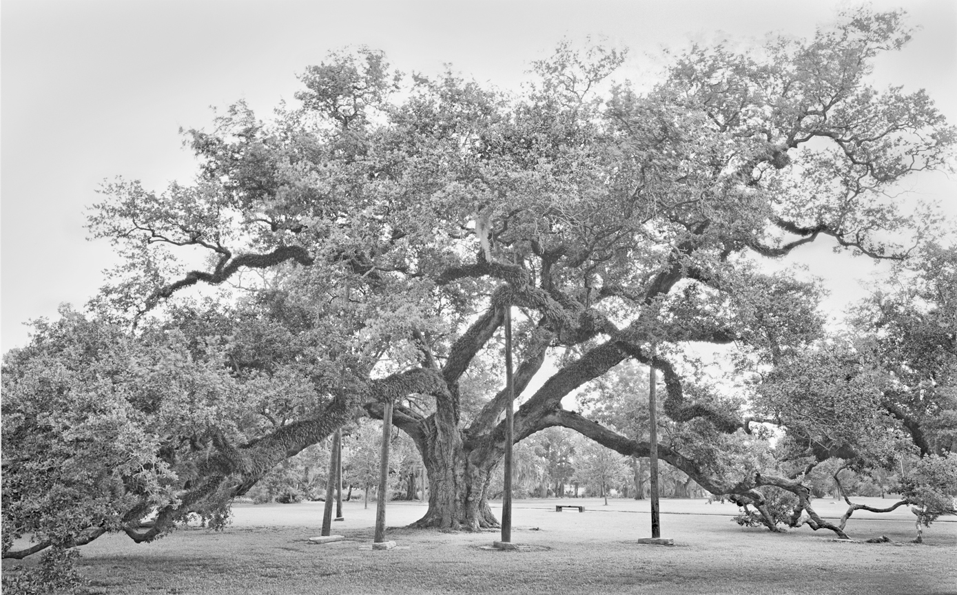 McDonough Oak adj
