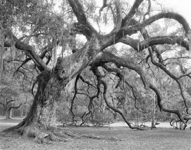 Fontainebleau Oak #1