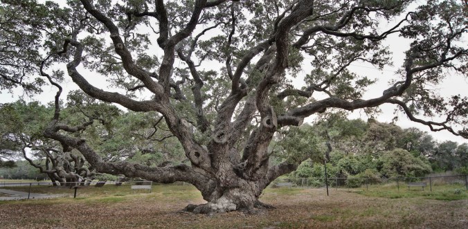 Goose Island Oak 1