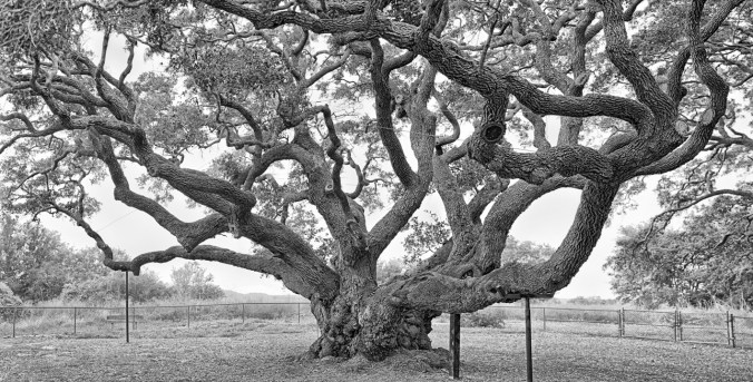 Goose Island panorama