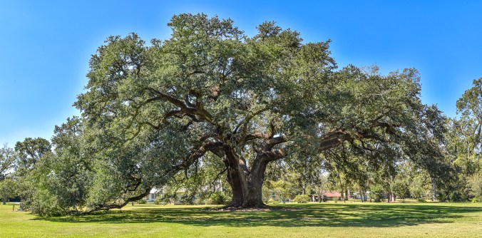 DSC_2605-Pano-Edit copy 2