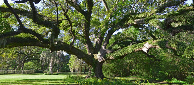 Gabriel Oak, panoramic view