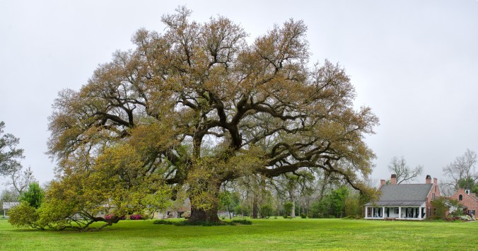 Randall Oak and home study 1.jpg