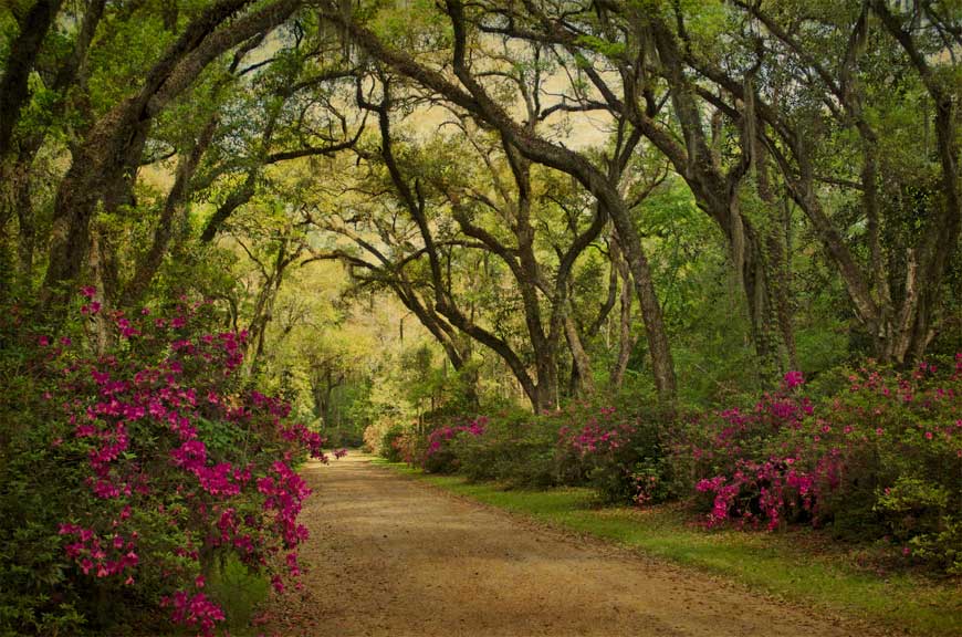 Afton Villa oak alley and azaleas