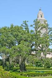 Thomas Boyd Oak and state capital; 20' 6" (#38 of 43) tree fell down in Hurricane Gustave and has been removed.