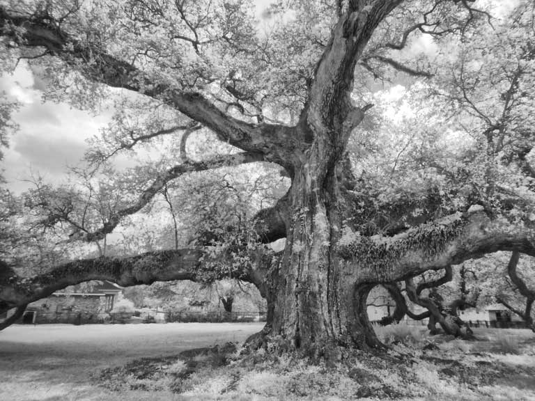 Langois Oak, New Roads, LA