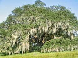 Avery Island Oak number 2; 24' 1" (#21 of 43)