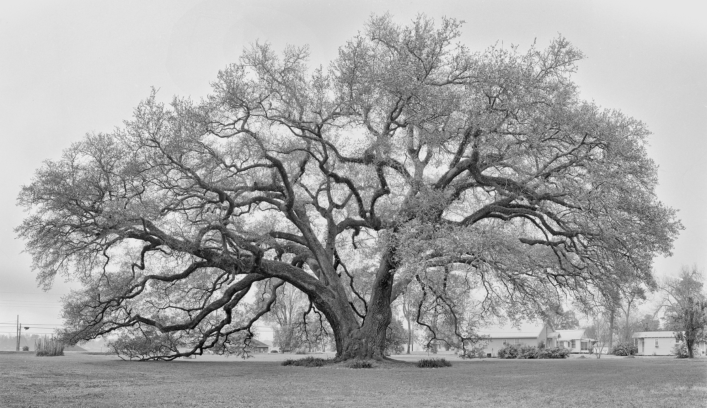 Randall oak pano 1 copy