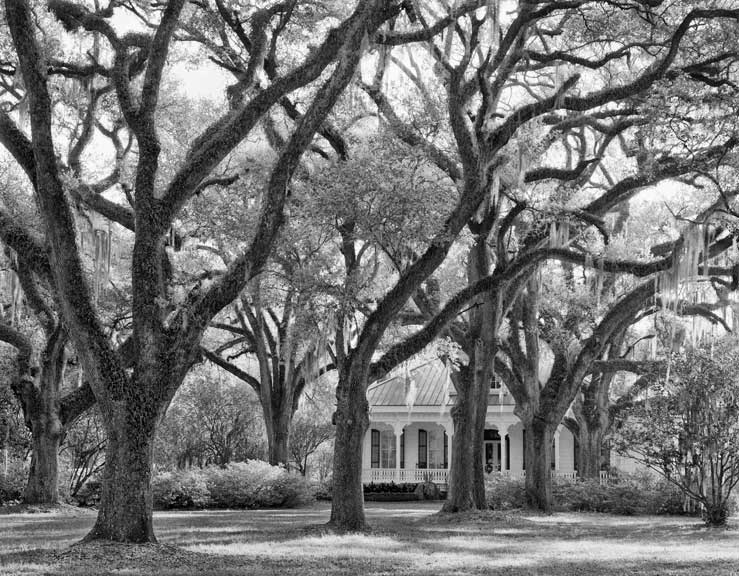 The Oaks Plantation, oaks and house