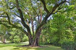 Blanchet-Oak-study-1