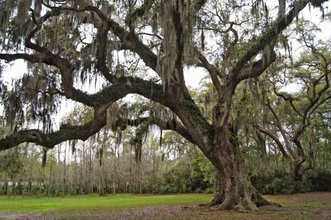 Grover Cleveland Oak, Avery Island, study 2
