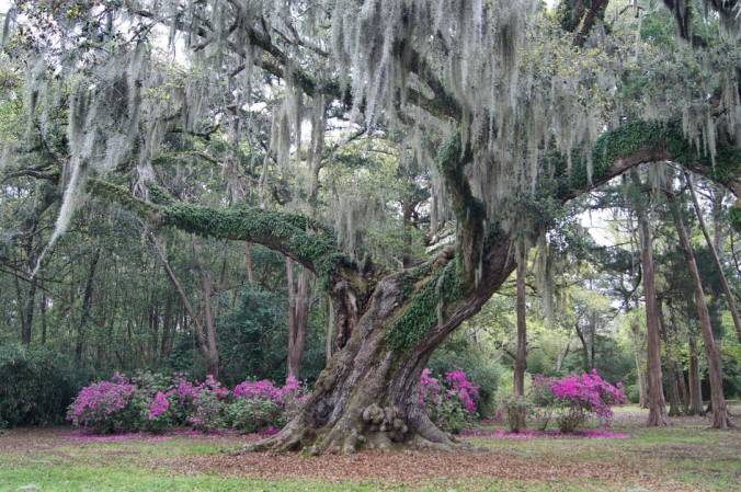 Grover Cleveland Oak, Avery Island