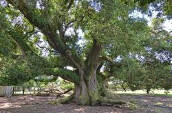 #1 Boudreaux Friendship Oak, Scott, LA (31' 10