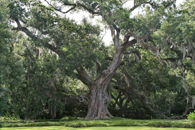 Grover Cleveland Oak, Jefferson Island, study 1