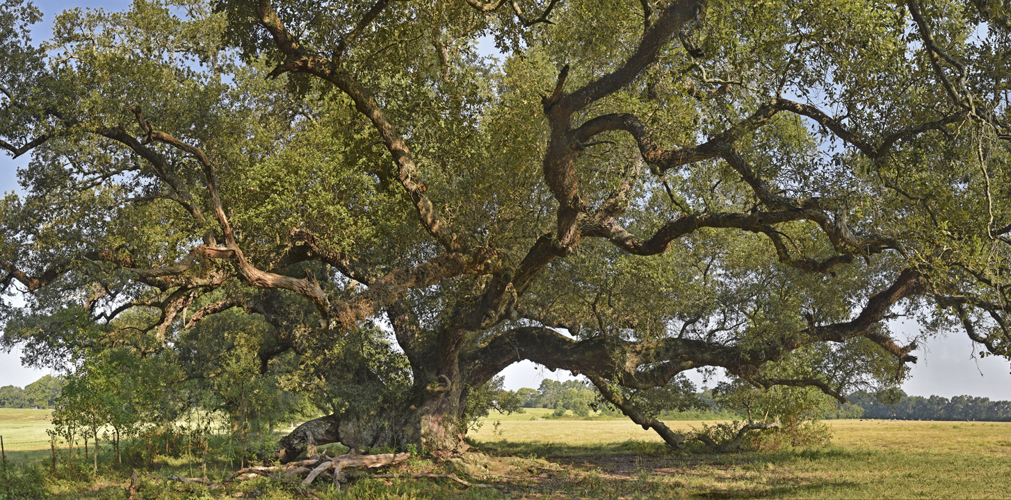 La Belle Colline v 8
