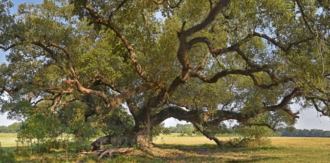 La Belle Colline v 8
