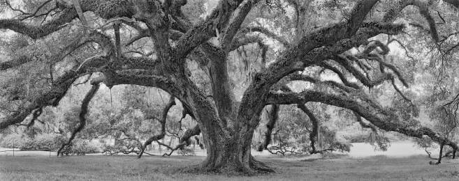 John Hudson Oak, black-and-white study 1