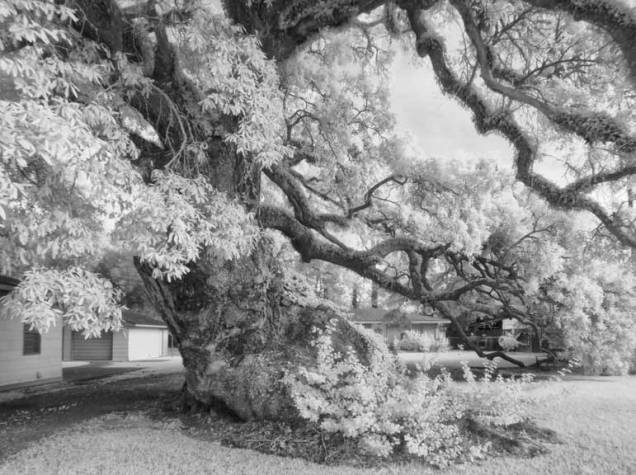 The Martin Oak trunk and burls