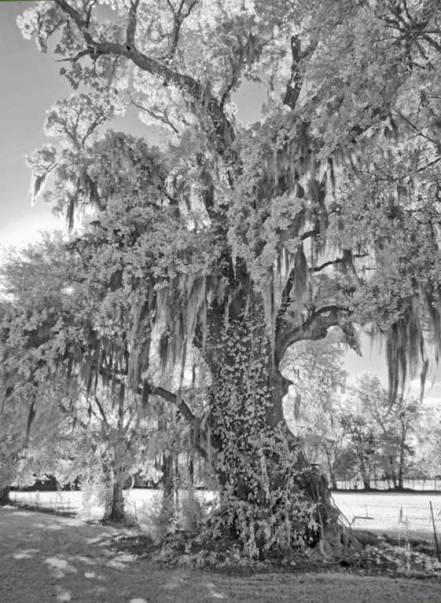 Rebekah Oak, infrared black and white study 4