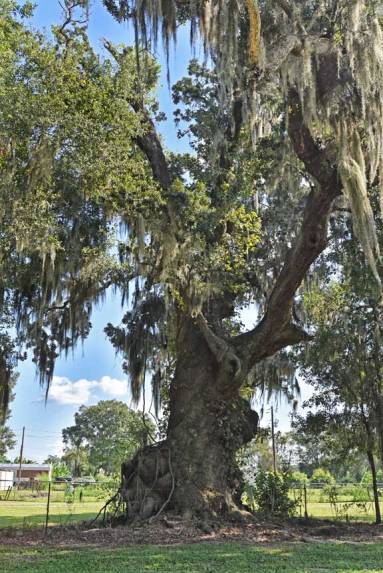 Rebekah Oak, color study 5