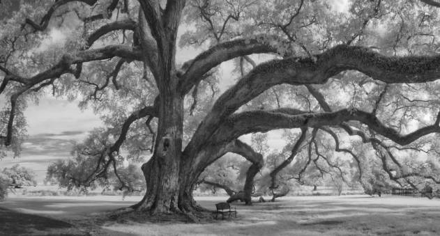 Claiborne_Panorama-2