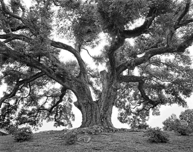 Bayou-Gross-Tete-Oak-1_adj