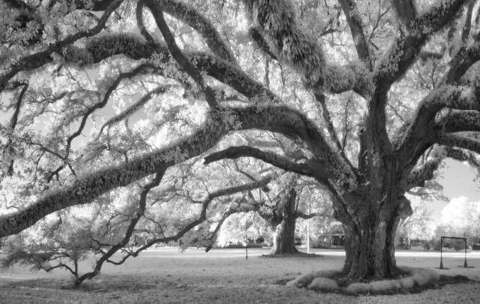 Constant-oaks_December-2015