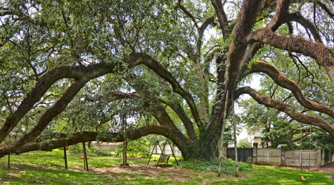 Governor's-Oak-study-6a-color