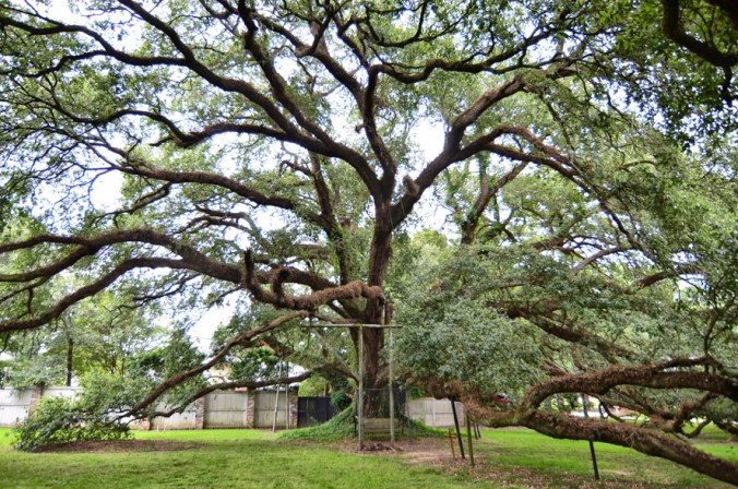 Governor's-Oak-study-7-color