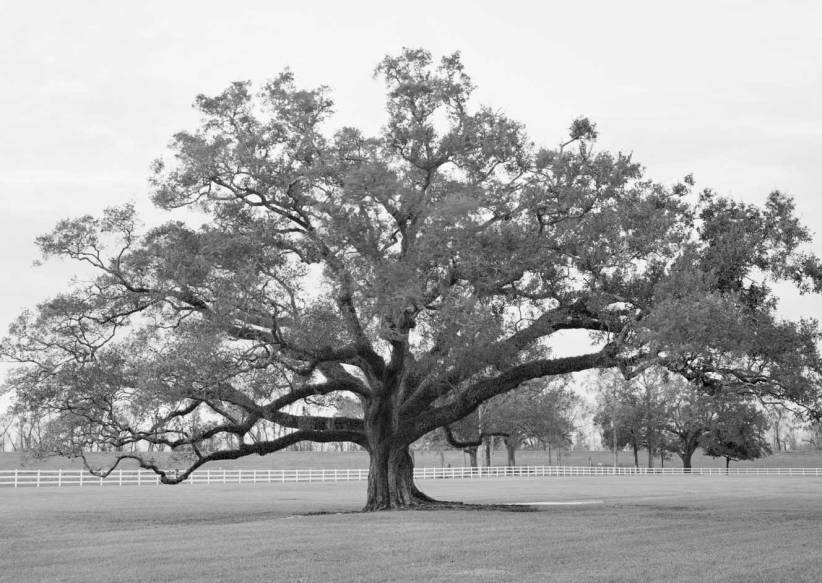 oak-alley-oak-in-west-field