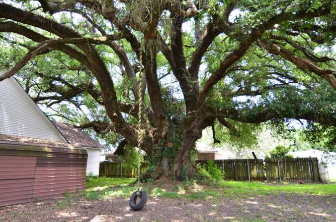 Marvin-McGraw-Memorial-Oak-1