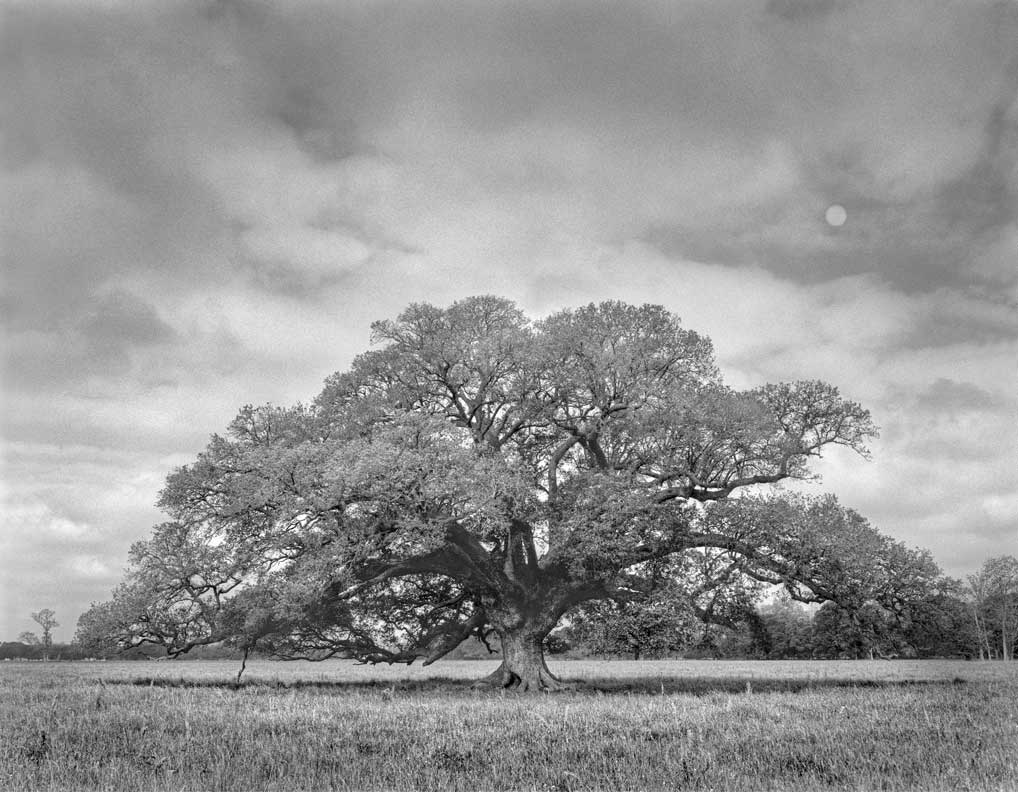 Lone-oak-and-moon_8x10